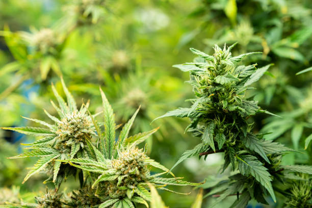 istock Selective focus on cannabis or marijuana leaf. With hand on the leaf to check and inspect for the growth and quality of the leaf. Cannabis for medical treatment. Inside of industrial cannabis farming 1423388564