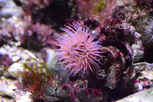 Single pink anemonia sulcata grwoing underwater on a rock on the ocean floor.