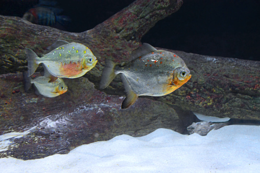 Three red-bellied Piranha fish swimming together over the sea bottum, infront of bog-wood.