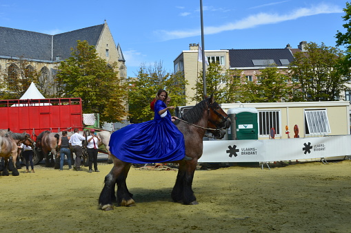 Leuven, Flemish-Brabant, Belgium - September, 05, 2022: young woman with blue coat promoting the power and muscles of the Brabant farm work horse while spectators are looking behind the barriers