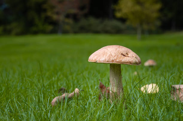 One toadstool growing next to woodland on an Autumn morning in rural south west Scotland
