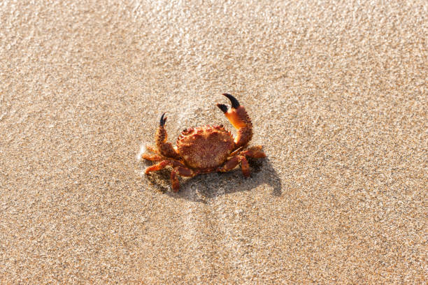 istock red crab on the beach 1423390350