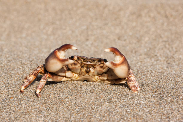 istock brown crab on the sand 1423390351