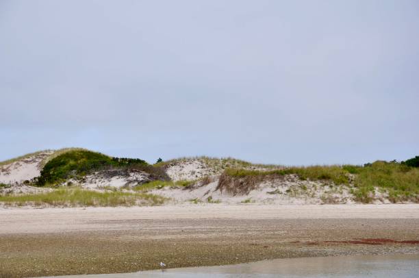 istock Sand dunes off the coast of Cape Cod 1423391893