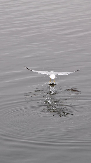 Massachusetts, USA September 2017
This seagull was flying just over the water and dipped its feet in the water leaving waves in the water.