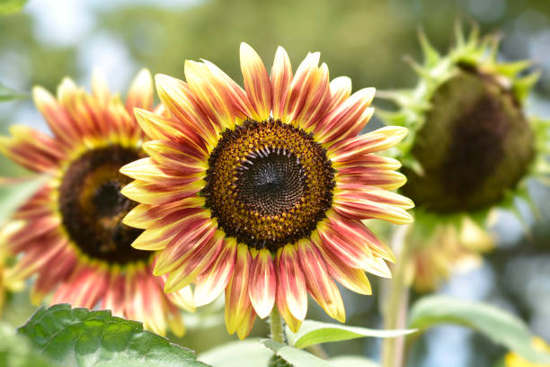 istock Sunflower Autumn Beauty 1423392278