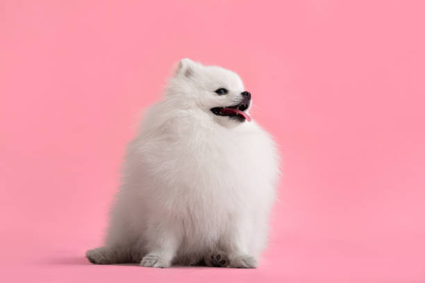 istock Dog breed pomeranian spitz funny sits on a red background 1423392643