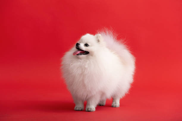 istock Dog breed pomeranian spitz funny sits on a red background 1423392718