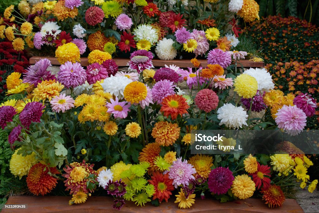 Decorative composition of fresh chrysanthemum flowers, autumn bouquet. Ornamental design with colorful flowers of chrysanthemums. Multicolored chrysanthemums in autumn Iasi botanical garden, Romania. Botany Stock Photo