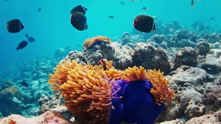 Fishes swim underwater in the sea. Tropical reef with abundance of fishes in the Maldives