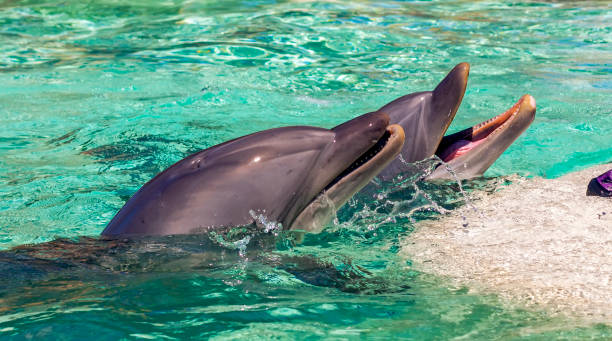 istock The dolphins in the water. 1423395265