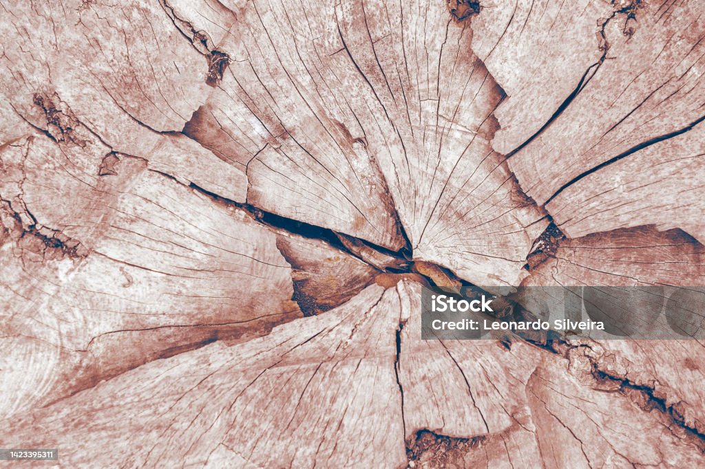 Wood texture background, tree cross section with cracks and dry leaves, brown tone, horizontal foreground, copy space Aging Process Stock Photo