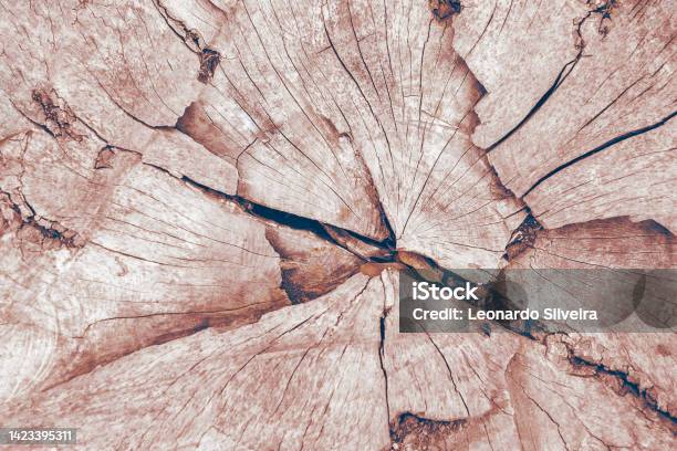 Wood Texture Background Tree Cross Section With Cracks And Dry Leaves Brown Tone Horizontal Foreground Copy Space Stock Photo - Download Image Now