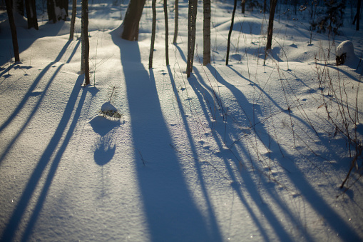 Sunny winter landscape in Russia: frozen trees in forest full of snow and bright sunlight coming above.