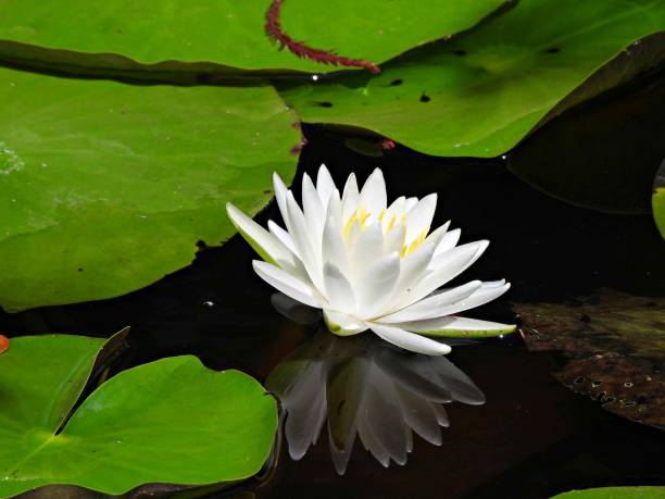 istock Tropical Water Lily (Nymphaea) - white flower floating in a pond 1423395967