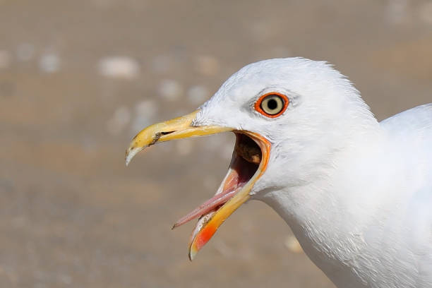 istock seagull with a wide open beak that seems to be crying out loud 1423396547