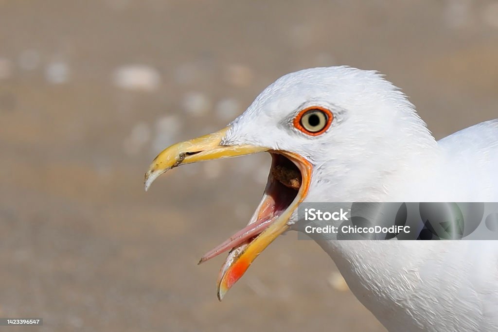 seagull with a wide open beak that seems to be crying out loud seagull with a white head and a wide open beak that seems to be crying out loud Mouth Open Stock Photo
