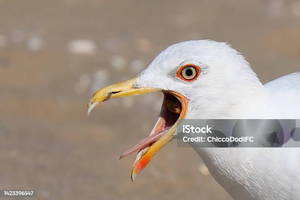 Seagull With A Wide Open Beak That Seems To Be Crying Out Loud Stock Photo - Download Image Now