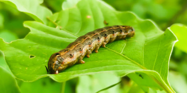 istock Tobacco cutworm

Insects 1423396612