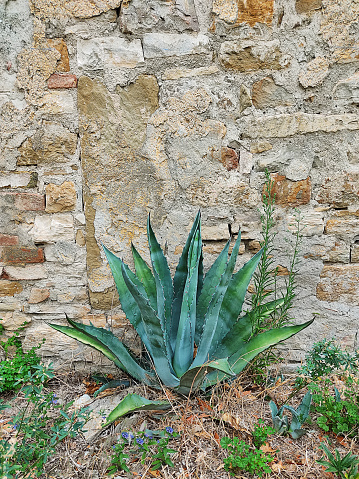 Green big agave and aged wall in italy