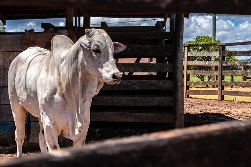 Agricultural activity in Italy: chianina cattle organic farming