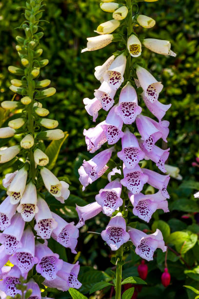 istock Pink flowers closeup 1423397362