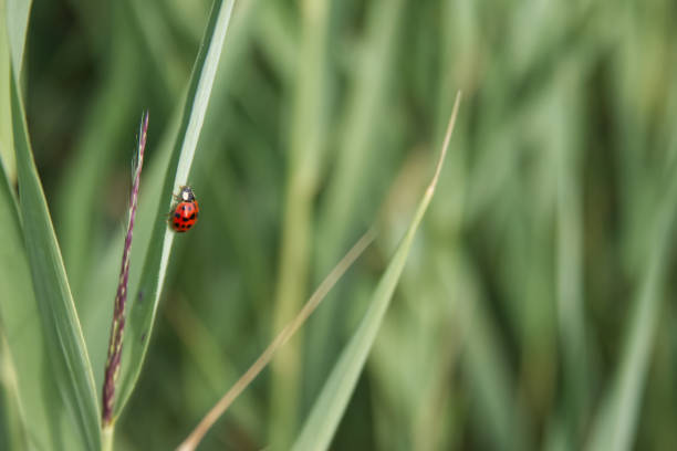 Ladybug close-up crawling on a blade of grass