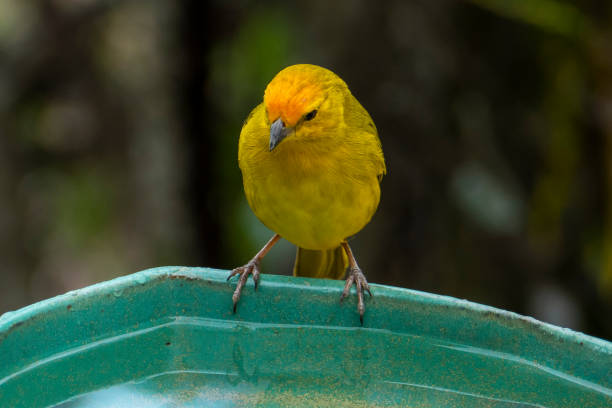 istock Atlantic Canary, a small Brazilian wild bird. 1423398901
