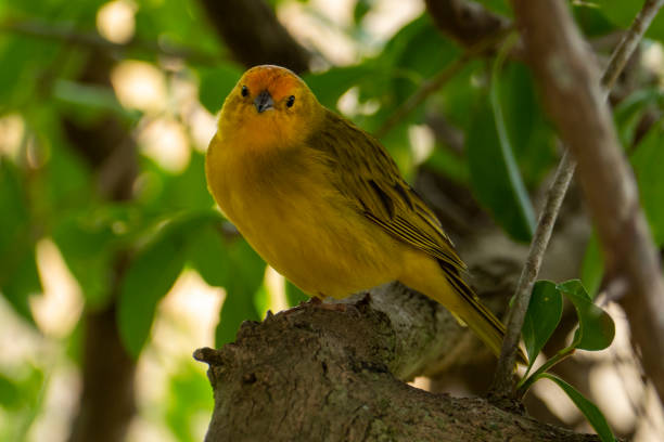 istock Atlantic Canary, a small Brazilian wild bird. 1423398949