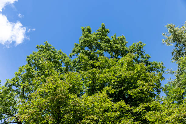 istock Trees growing in the forest in the summer 1423400135