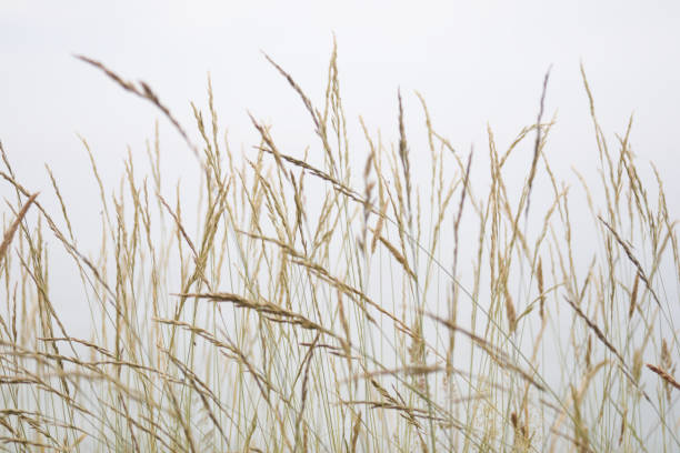 istock Spikelets of dry grass on a light background close-up 1423400921