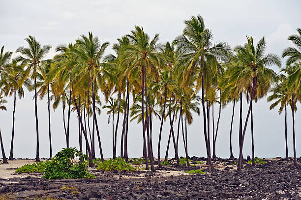 istock Palm trees in Big Island Hawaii 142340351