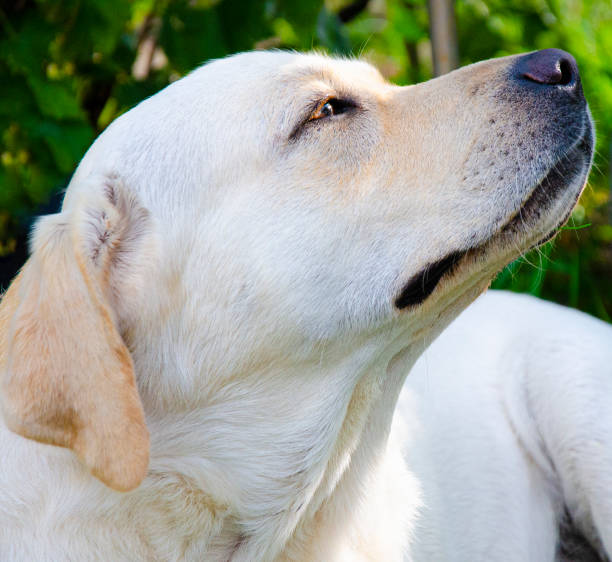 istock The happy Smiling labrador dog 1423403559