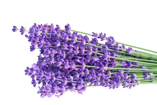istock Lavender flowers in closeup 1423404173