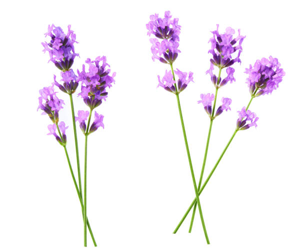 istock Set of lavender flowers elements on a white background, isolated. 1423404177