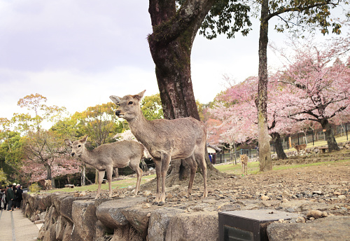 Blooming sakura trees and sika deer (Cervus nippon), Nara, Japan. Famous tourist attraction - wild deer in Nara Park. Sakura blossom season. Cherry blooming season in Asia. Japanese hanami festival