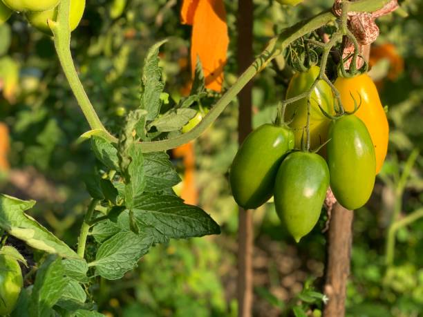 나뭇 가지에 잘 익지 않은 타원형 토마토. - evolution progress unripe tomato 뉴스 사진 이미지