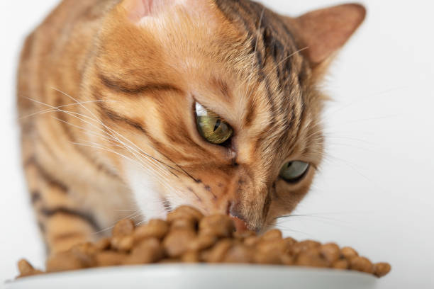 istock Domestic cat eats dry food. 1423407142