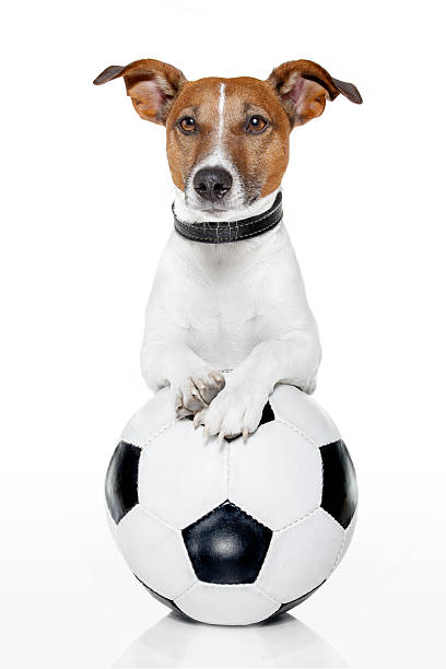 istock dog with a soccer ball 142340730