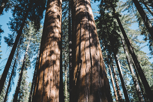 Looking up at two Sequoia Trees in Sequoia & Kings Canyon National Parks in California, USA