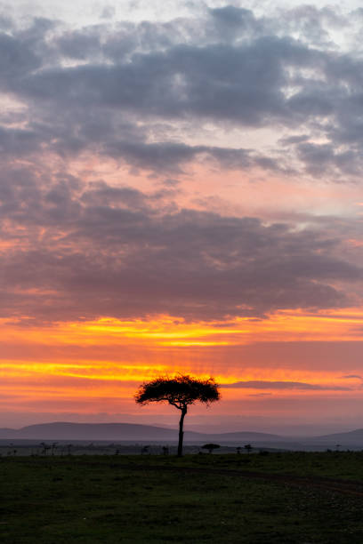 istock KENYA - NAIBOSHO CONSERVATORY PARK 1423409001