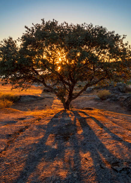 istock Silhouette of a tree at sunset 1423409269