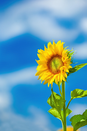 Beautiful sunflower against blue sky.