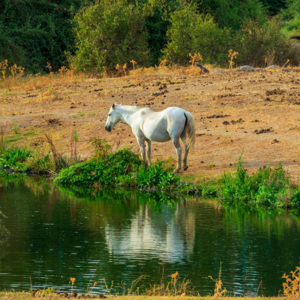 istock Caballos en la naturaleza 1423409880