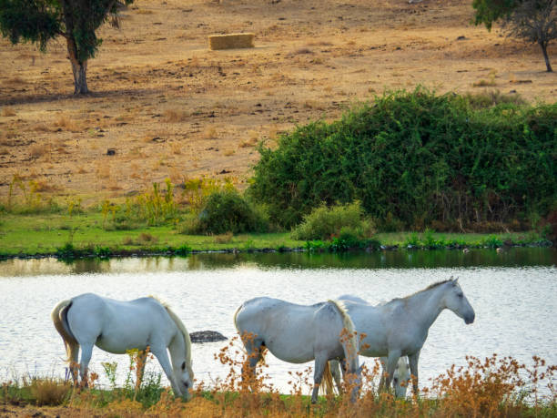 istock Caballos en la naturaleza 1423409899