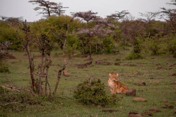 istock KENYA - NAIBOSHO CONSERVATORY PARK 1423409920