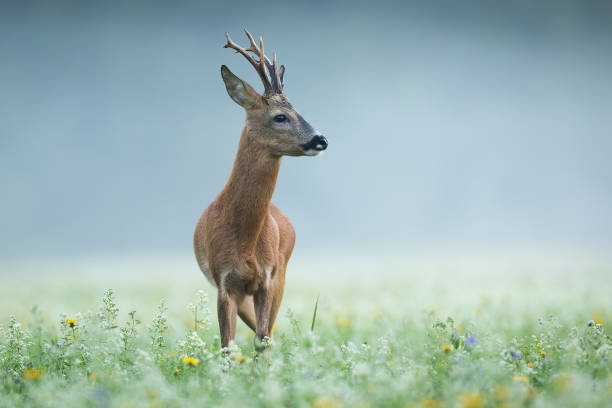 istock Roe deer approaching on wildflowers in morning mist 1423409976