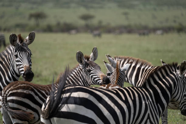 istock KENYA - NAIBOSHO CONSERVATORY PARK 1423409986