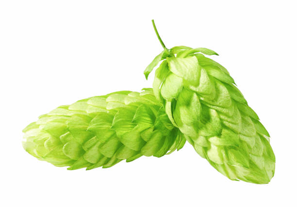 Ripe green hops on the branches in the garden in the rays of the setting sun against the background of an old wooden fence