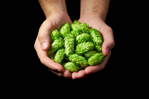 Man holding green hop cones  ingredients to make beer and bread,brewing concept.